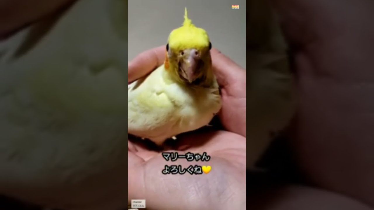 I miss Mary🦜マリーありがとう😢
