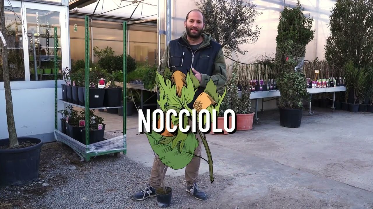 Nocciolo: come si coltiva e come produrre le Nocciole.