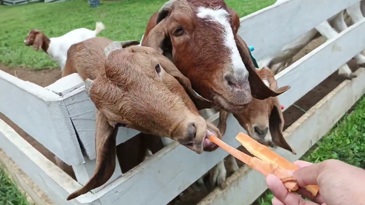 Kasih makan kambing dan kelinci Erif farm.. Wisata murah di puncak. HTM 5000