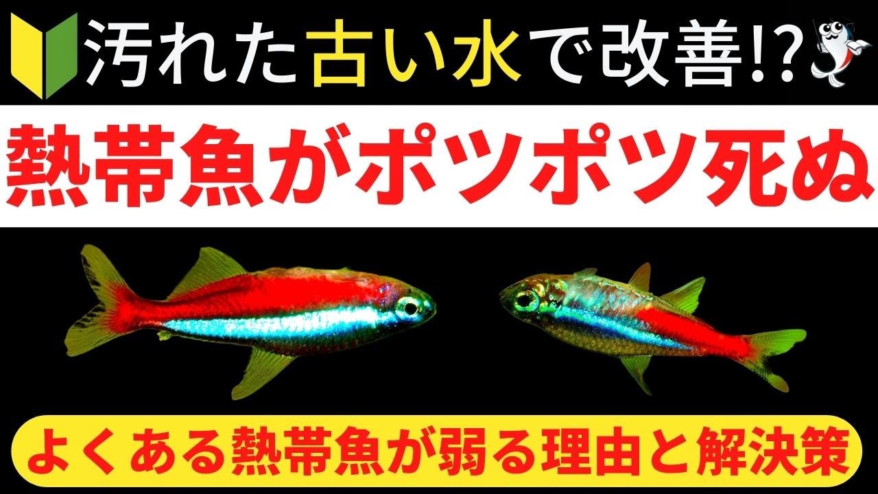 【熱帯魚が毎日死ぬ】熱帯魚がポツポツ死ぬ原因と今すぐできる対処法