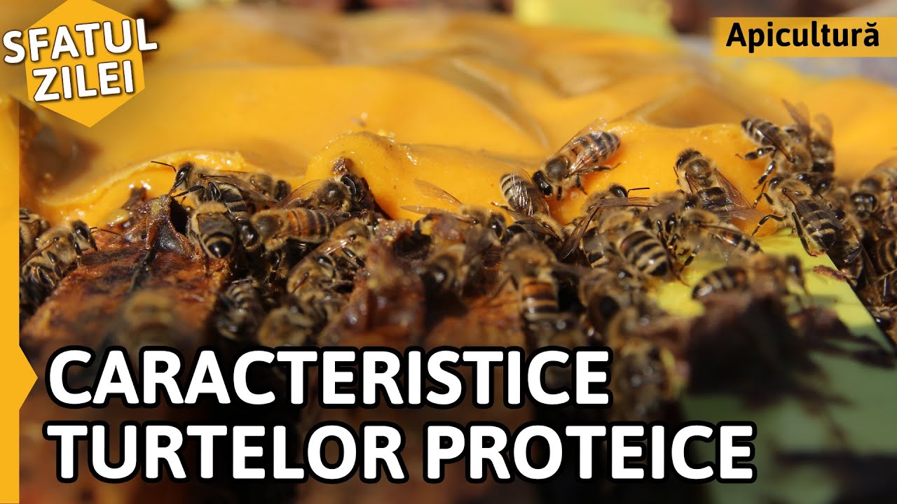 Caracteristicile TURTELOR PROTEICE [Sfatul zilei]