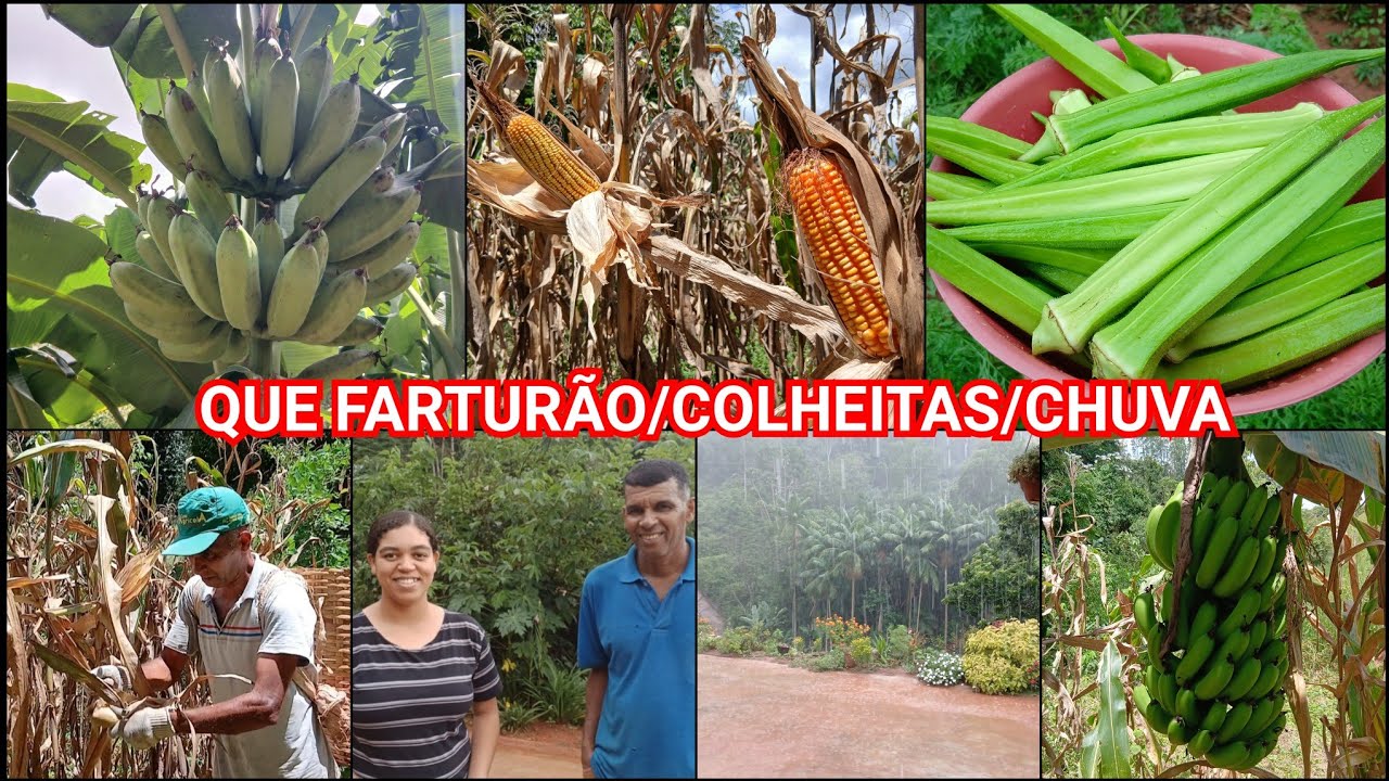 MUITA CORRERIA PRA COLHER O MILHO;A CHUVA CHEGOU/TOUR NO QUINTAL+COLHEITA