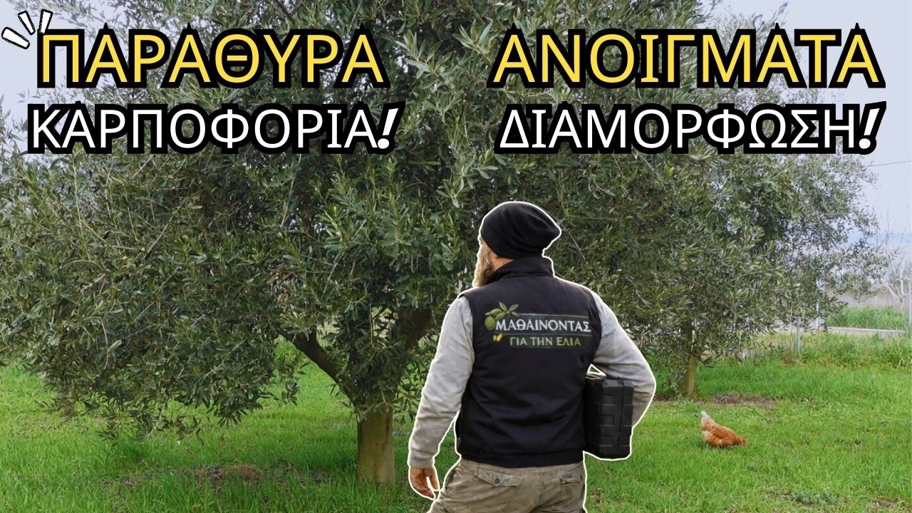 ΚΛΑΔΕΜΑ ΕΛΙΑΣ ΓΙΑ ΚΑΡΠΟΦΟΡΙΑ: ΤΑ ΑΝΟΙΓΜΑΤΑ ΠΟΥ ΦΕΡΝΟΥΝ ΠΑΡΑΓΩΓΗ#μαθαίνοντασ_για_την_ελιά #olives