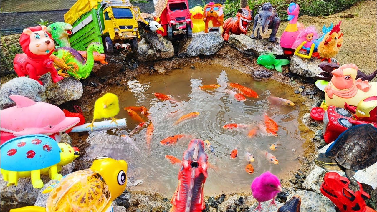 Menangkap Ikan Hias Dalam Kolam, Anak Ayam Warna Warni, Kura Kura Asli, Ikan Koi, lele, Bebek, Buaya