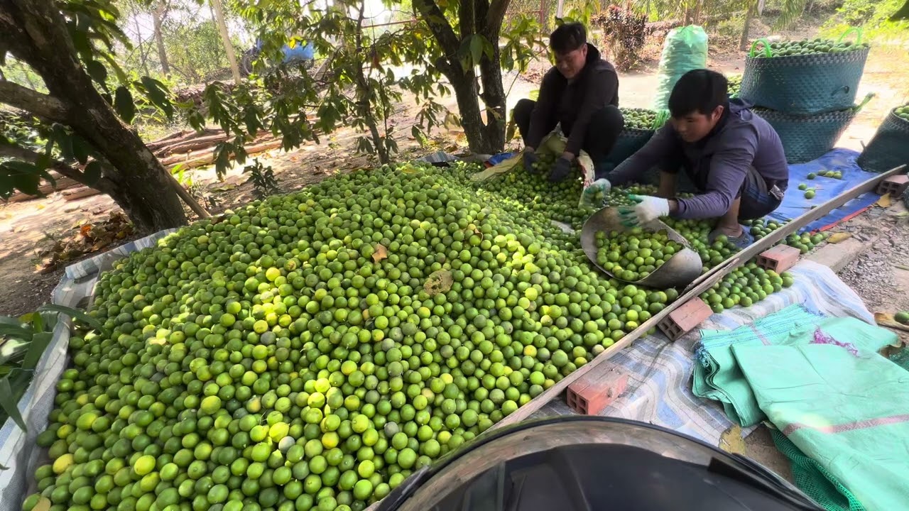 Cận Tết Mà Giá bèo nhèo