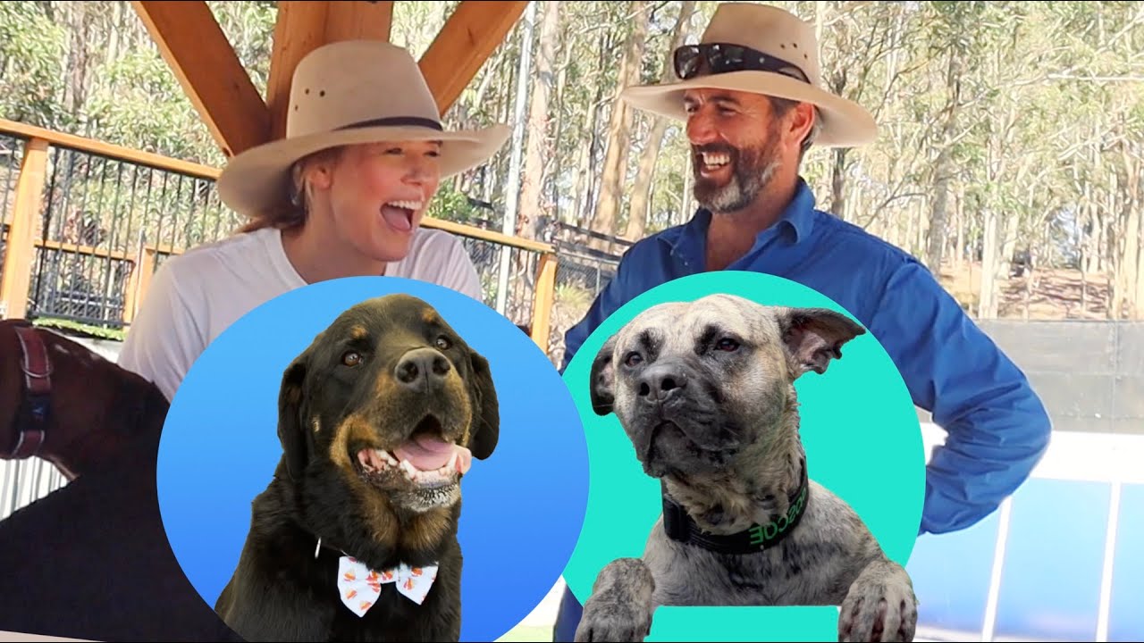 Let's Talk About Freddo & Rosco #rottweiler #mastiff