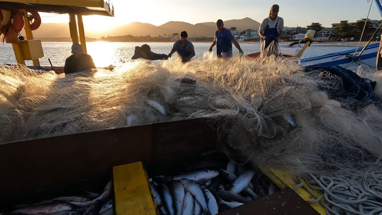 PESCA DA TAINHA NO MAR - Filé de Tainha e Tainha Escalada