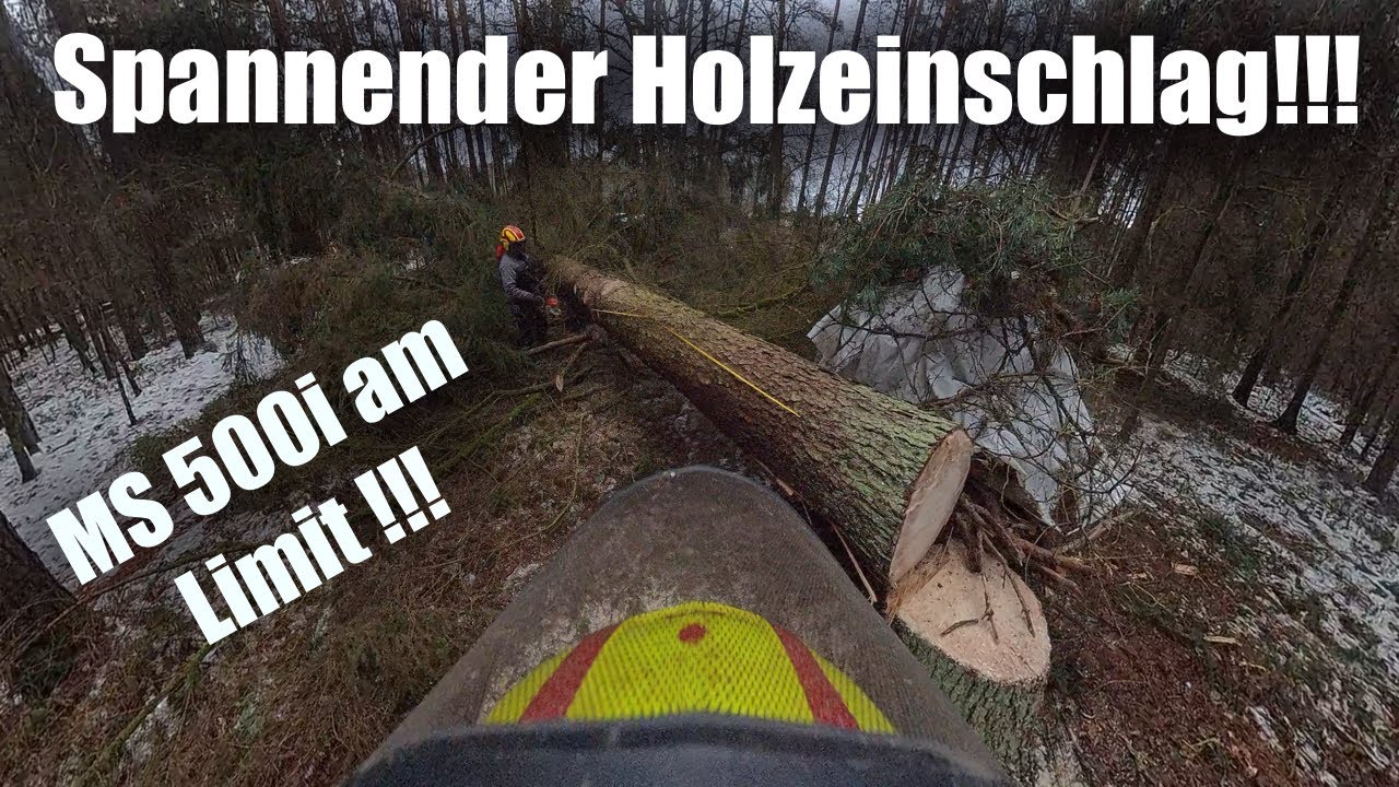 Holzeinschlag mit Stihl MS 500i, MS 462 und MS 261 in der Kiefer