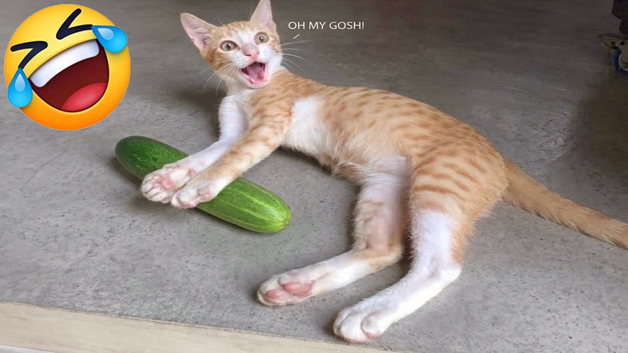 Try Not To Laugh 😬 Funniest Cats & Dogs 😻 Funny Animals