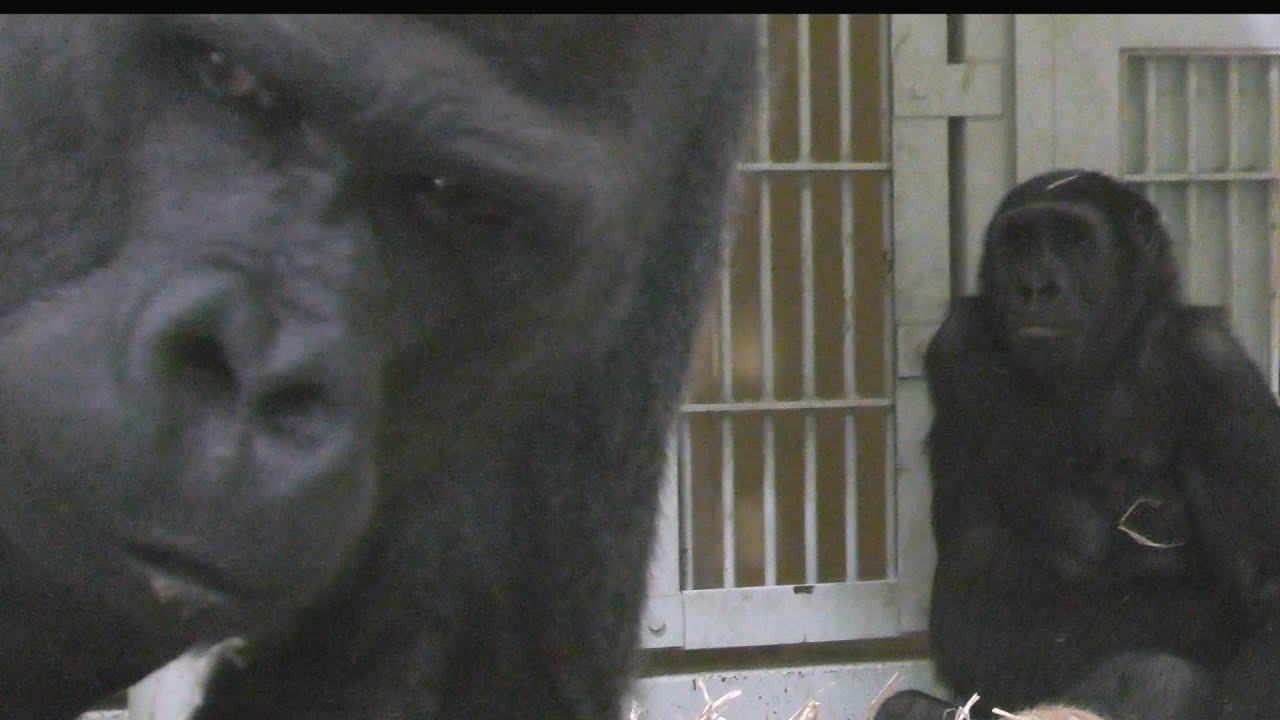 シルバーバックと息子たち💗【Kyoto City Zoo】 Silverback and sons