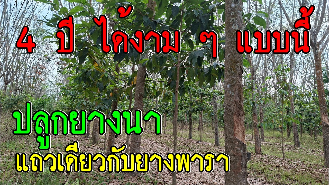 ปลูกแถวเดียวกันกับยางพารา 4 ปีก็โตงามสวยไม่แพ้ใคร