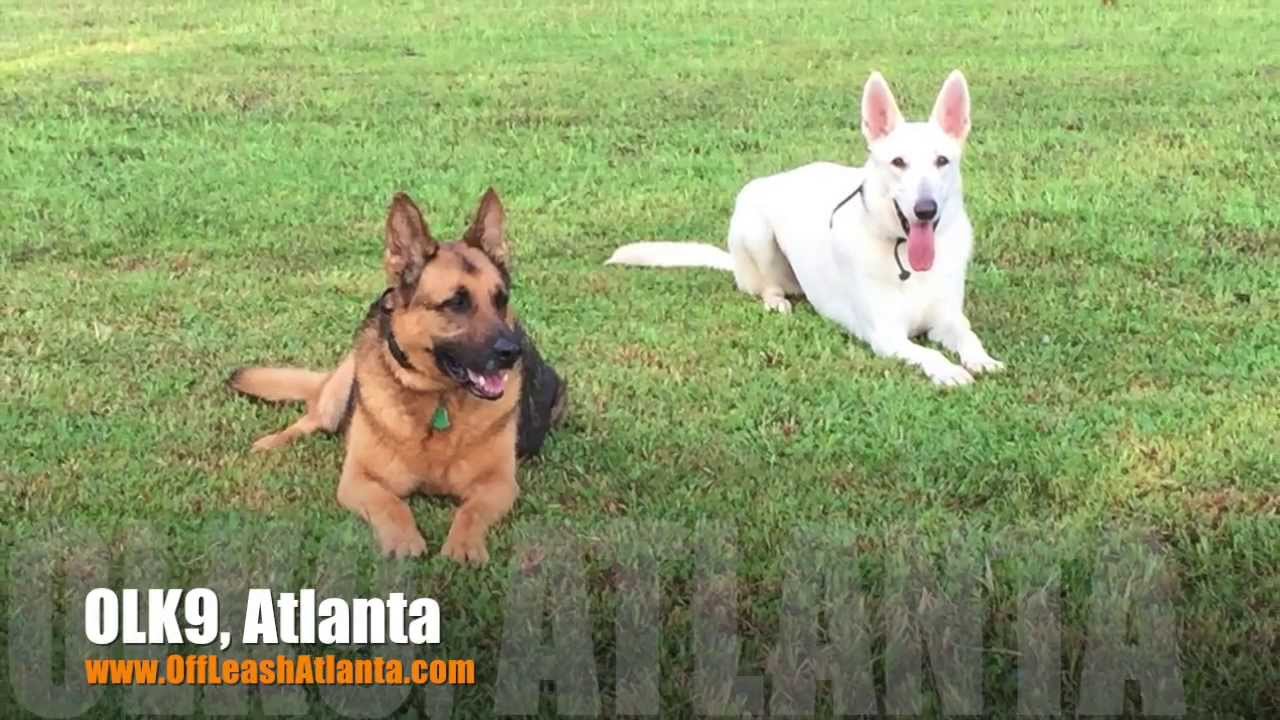 1 Year Old German Shepherd "Saboo" Before/After Video | Dog Training Atlanta