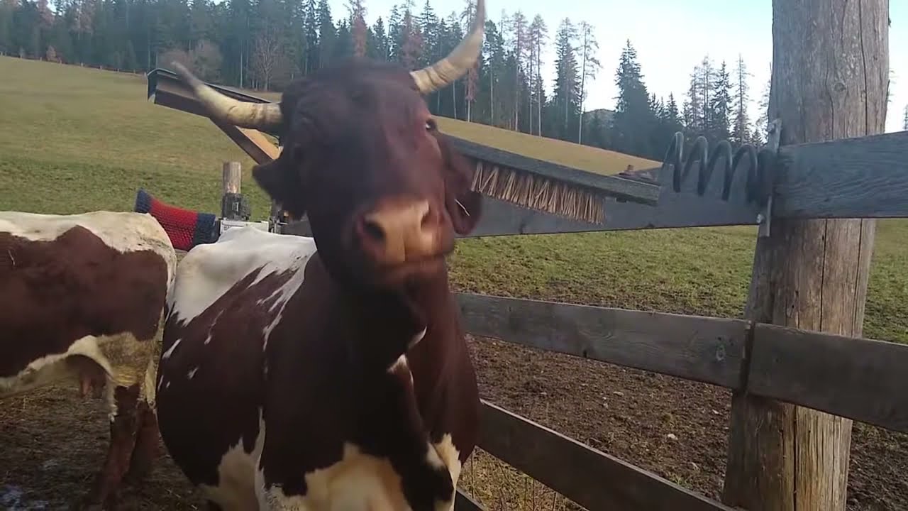 Kühe + Bürste = HAPPY COW!