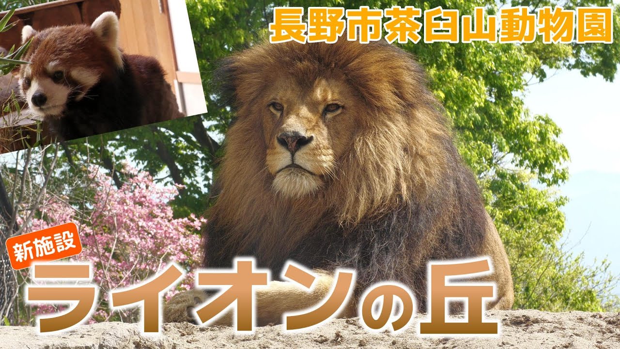 長野市茶臼山動物園　新施設！ライオンの丘　他にかわいいレッサーパンダの姿も