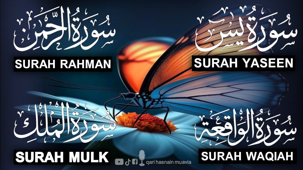 Surah Yasin ❤️ Surah Rahman , Surah Waqiah , Surah Mulk | Ep 305,یس