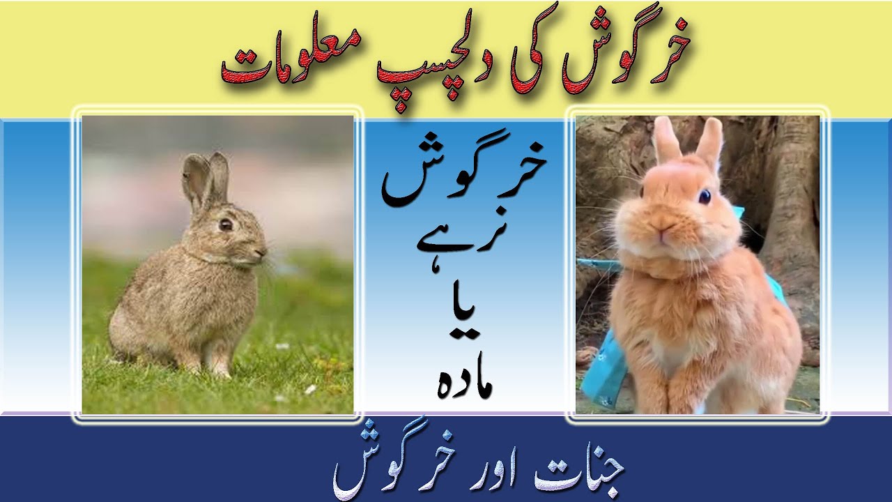 Interesting Facts About Rabbits in Urdu/Hindi||khergosh||خرگوش||New Animal Documentary||Zaheer
