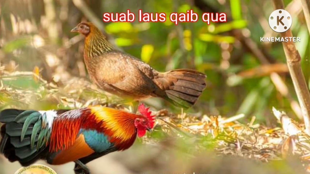 suab laus qaib qua zoo :2023