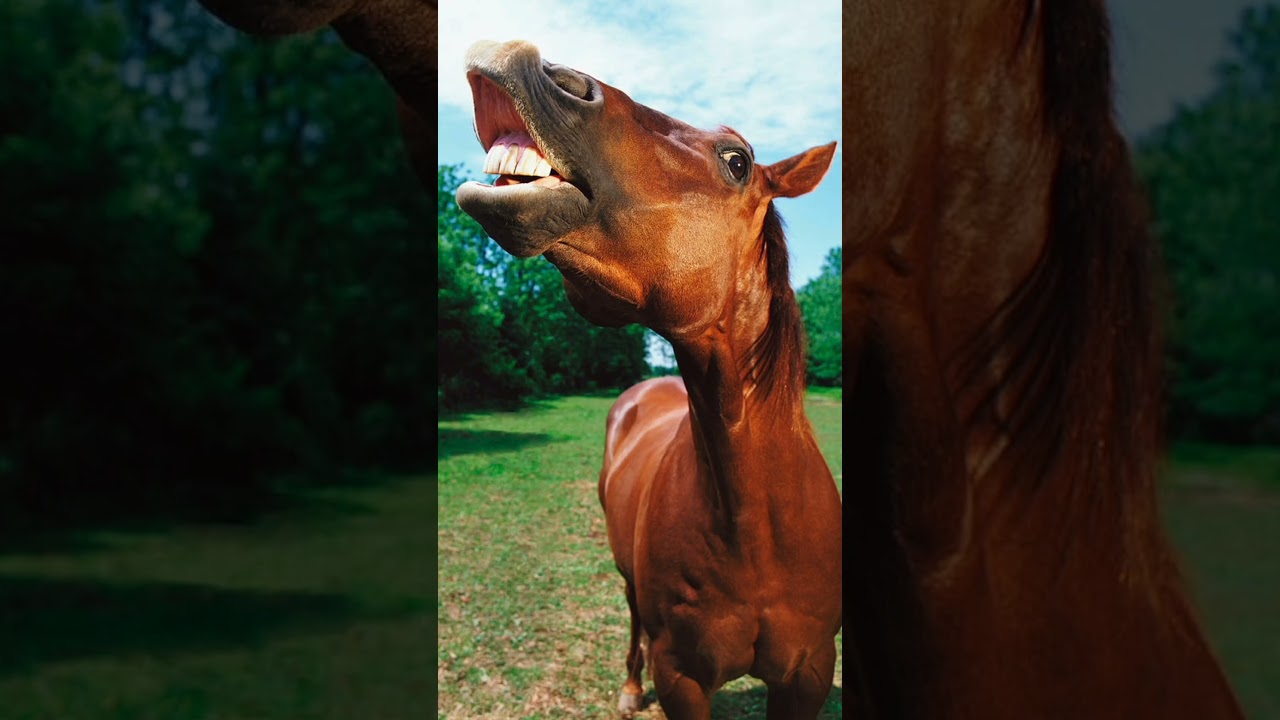 Horse Neighing Sound Effect