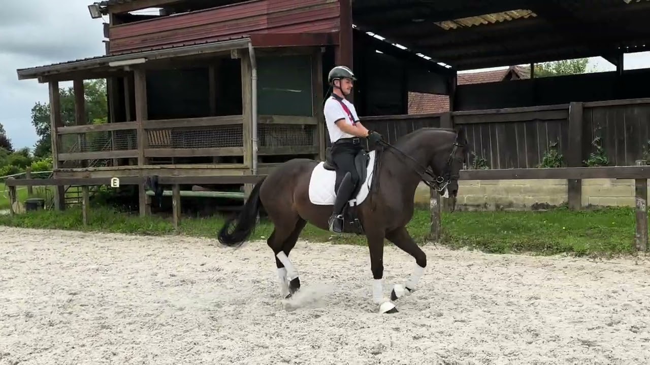 DRESSAGE HORSE FOR SALE - Mare - Kwpn - 2017