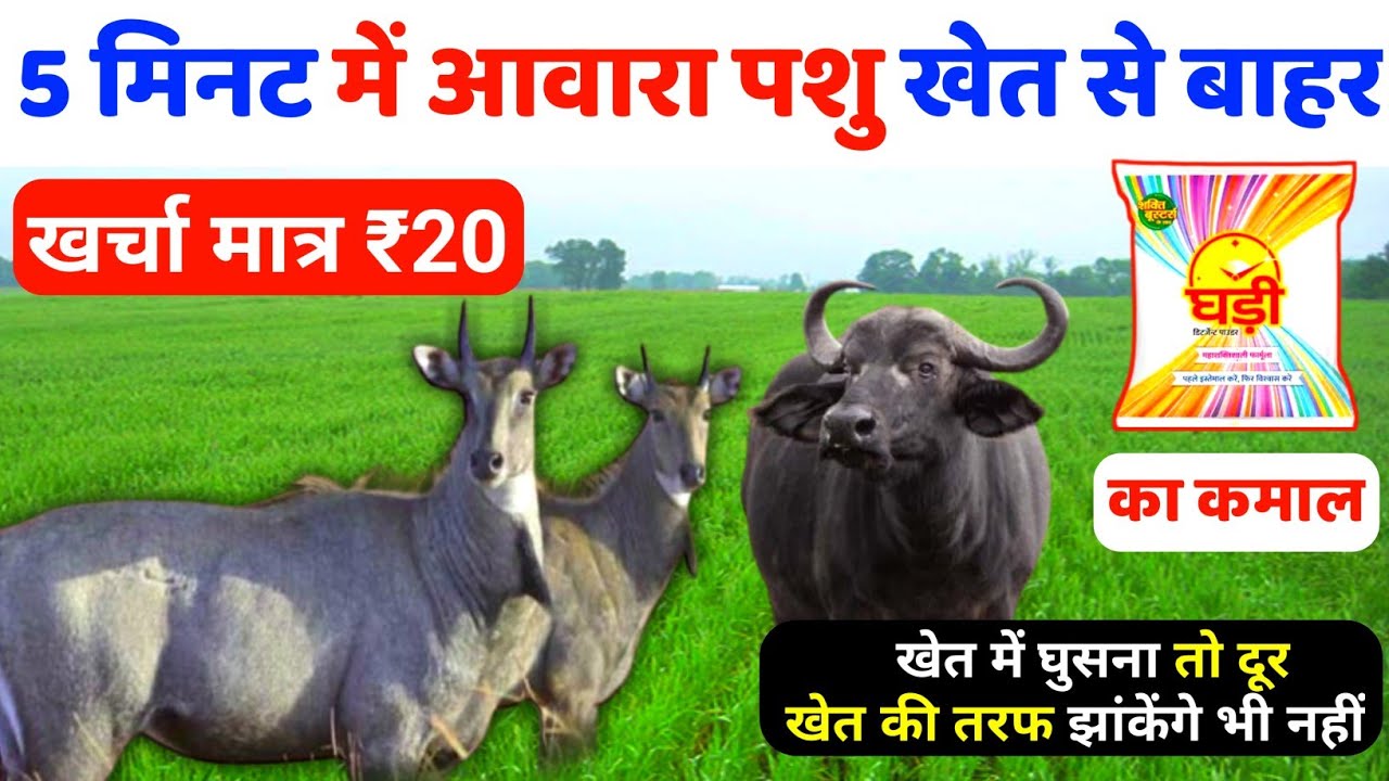 खेत से आवारा पशु भगाने का देसी जुगाड़ | Nilgai bhagane ka desi tarika | खेत से नीलगाय कैसे भगाएं