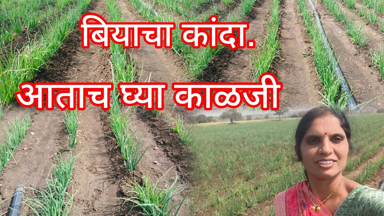 #ytviral बियाचा कांद#ytviral 