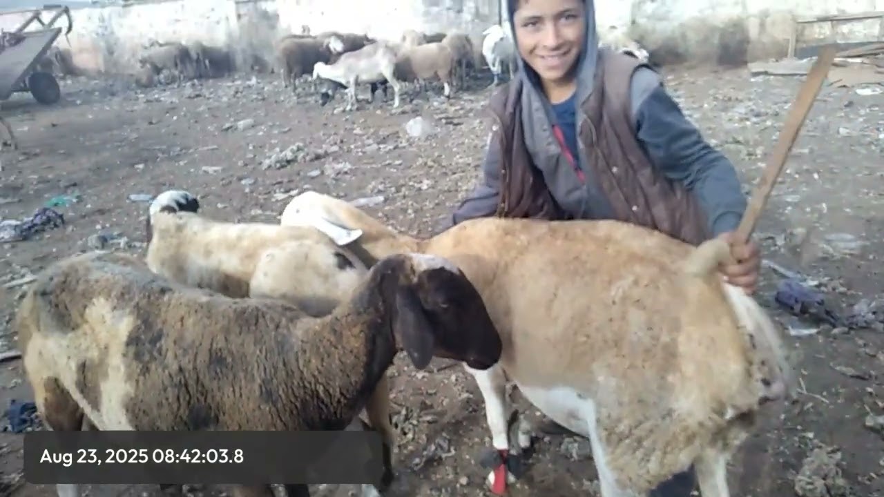 تامن لحولي و نعجا و لحوليا موناسيب ليوم في سوق سبيت تيط مليل بي تريخ 23/8/2025🥰👍🐑🐏