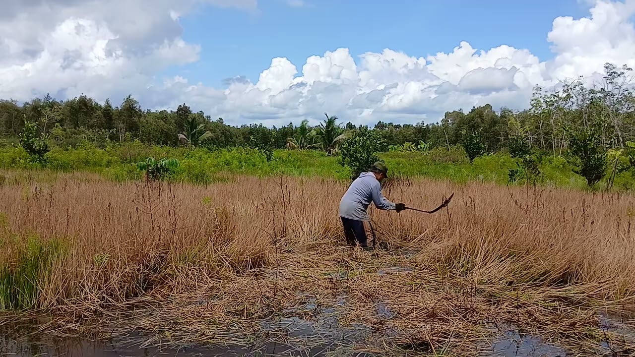 MERINCAH ATAU MENABAS RUMPUT SAWAH.
