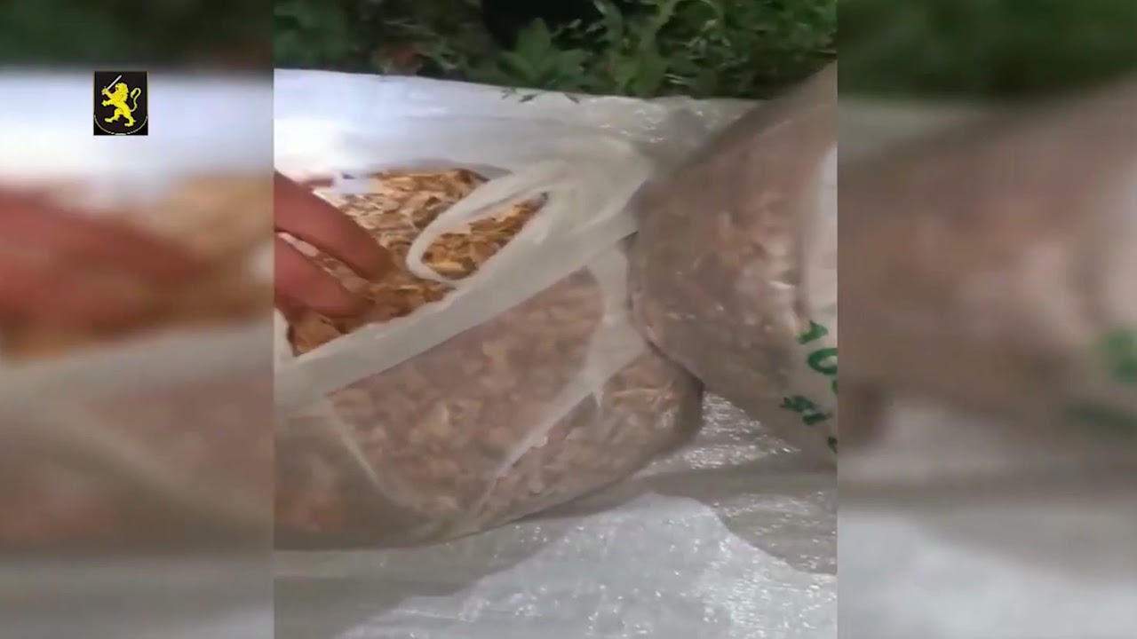 Droguri de peste 160 de mii de lei depistate &icirc;n nordul țării 25 08 21