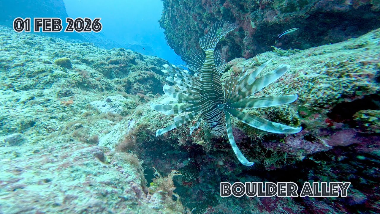 Boulder Alley Drift Dive (01 Feb 2026)