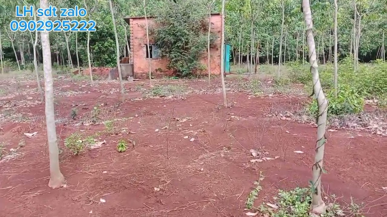 5ha cao su 3 năm tuổi đất đỏ bằng đẹp cách thị xã Phước Long 5km có nguồn nước ôtô vô tới nơi 1ty500