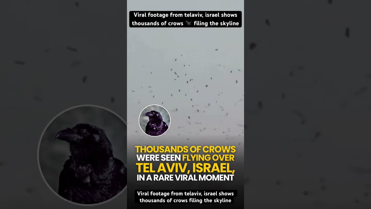 Viral footage from telaviv, israel shows thousands of crows filing the skyline #israel #crows #viral