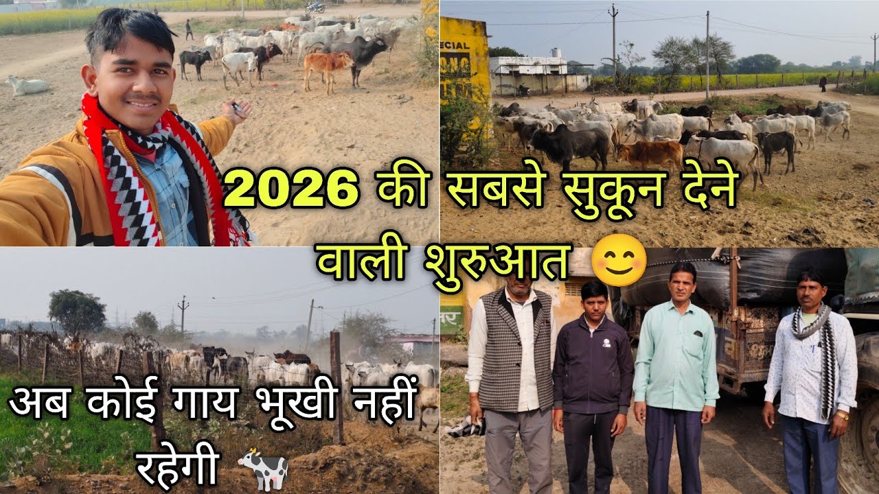 2026 की सबसे सुकून देने वाली शुरुआत 😊 || आज हमने की दिल से गौ सेवा 🐄🙏||  #dailyvlog  #gauseva 