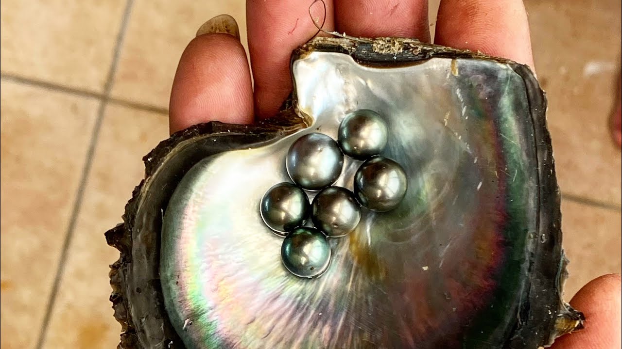 Diving for the Most Expensive Pearls on Earth