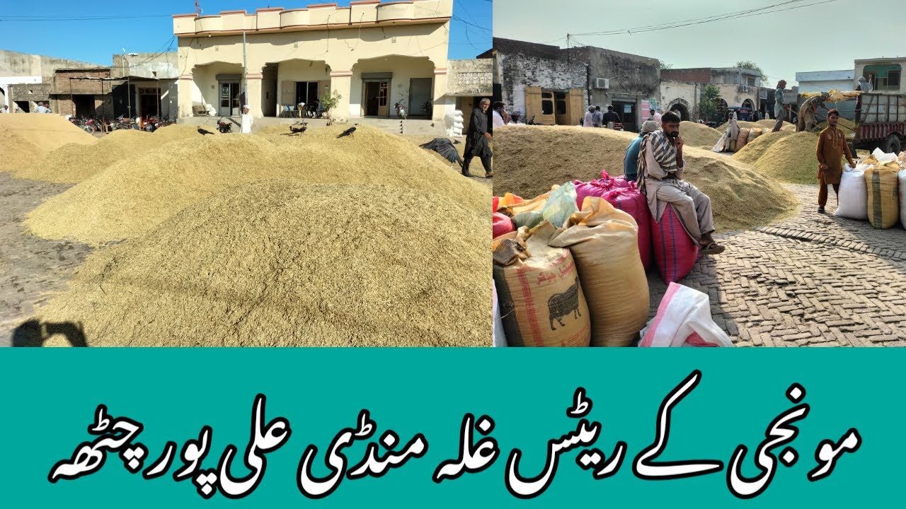 آج مونجی کے ریٹس غلہ منڈی علی پور چٹھہ 2023-09-23