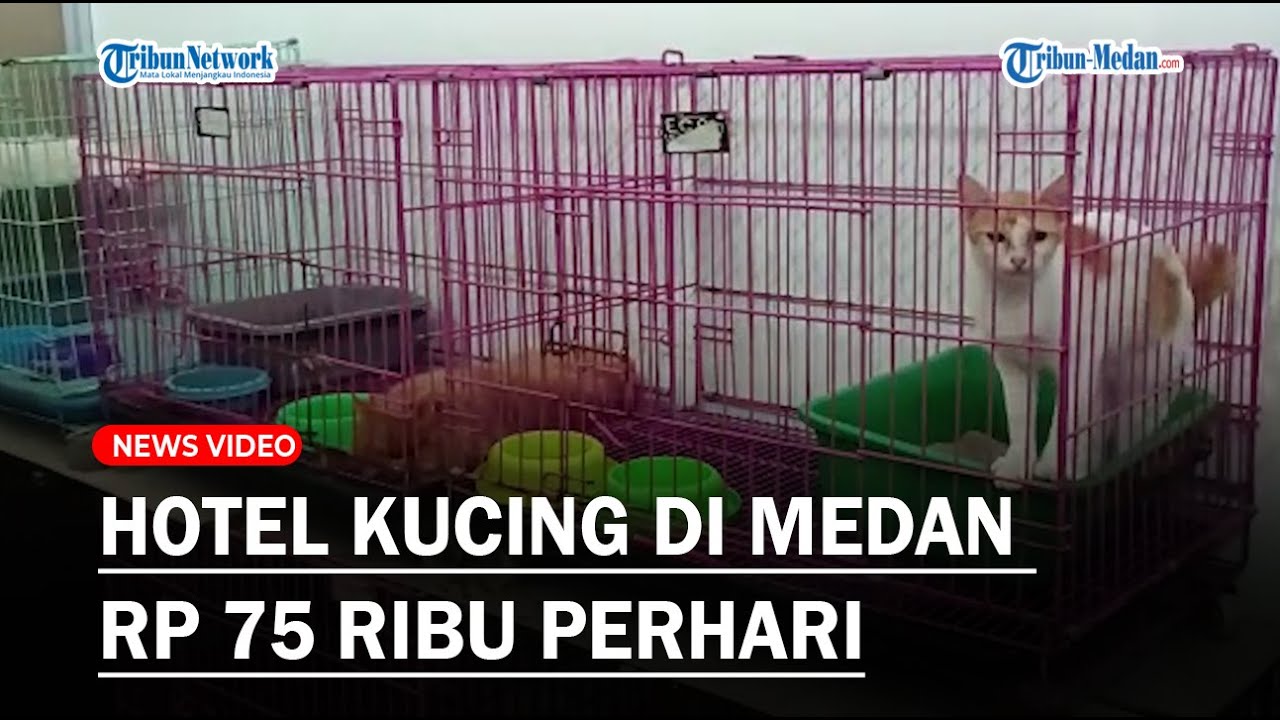 Jelang Lebaran, Hotel Penitipan Kucing di Medan Mulai Penuh Dipesan Pelanggan Rp 75 Ribu Per Hari