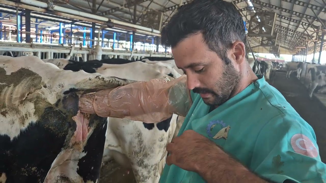 Suni tohumlama nasıl yapılır.