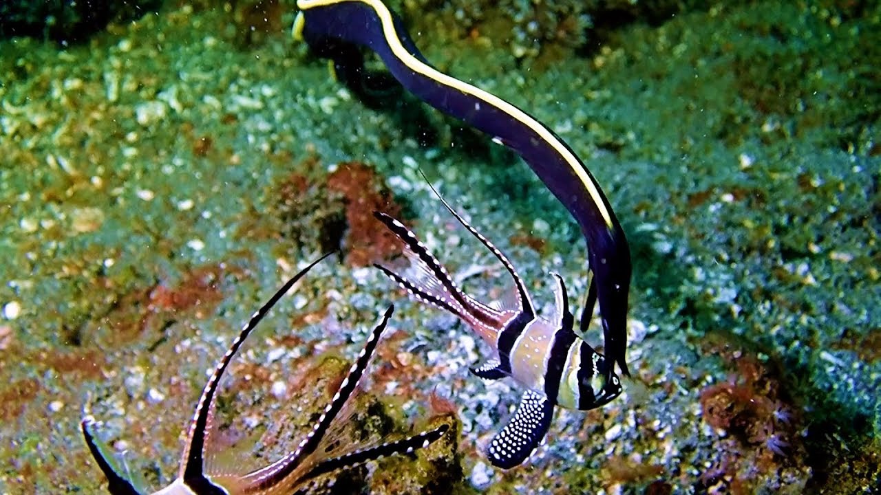 Weird MACRO Critter Muck Diving Highlights Video 3 Lembeh – 3rd Trip.