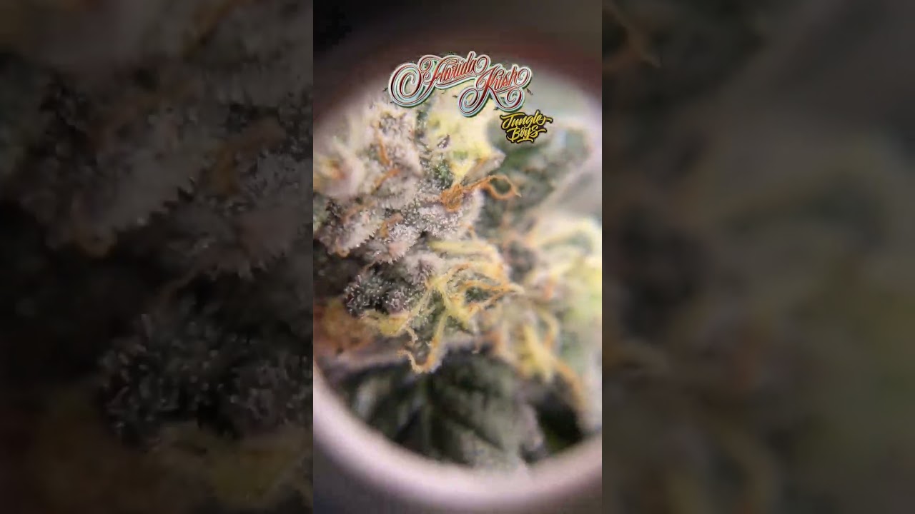 Florida k*sh #playingwithfire🔥 #JungleBoys #jungleboysflorida