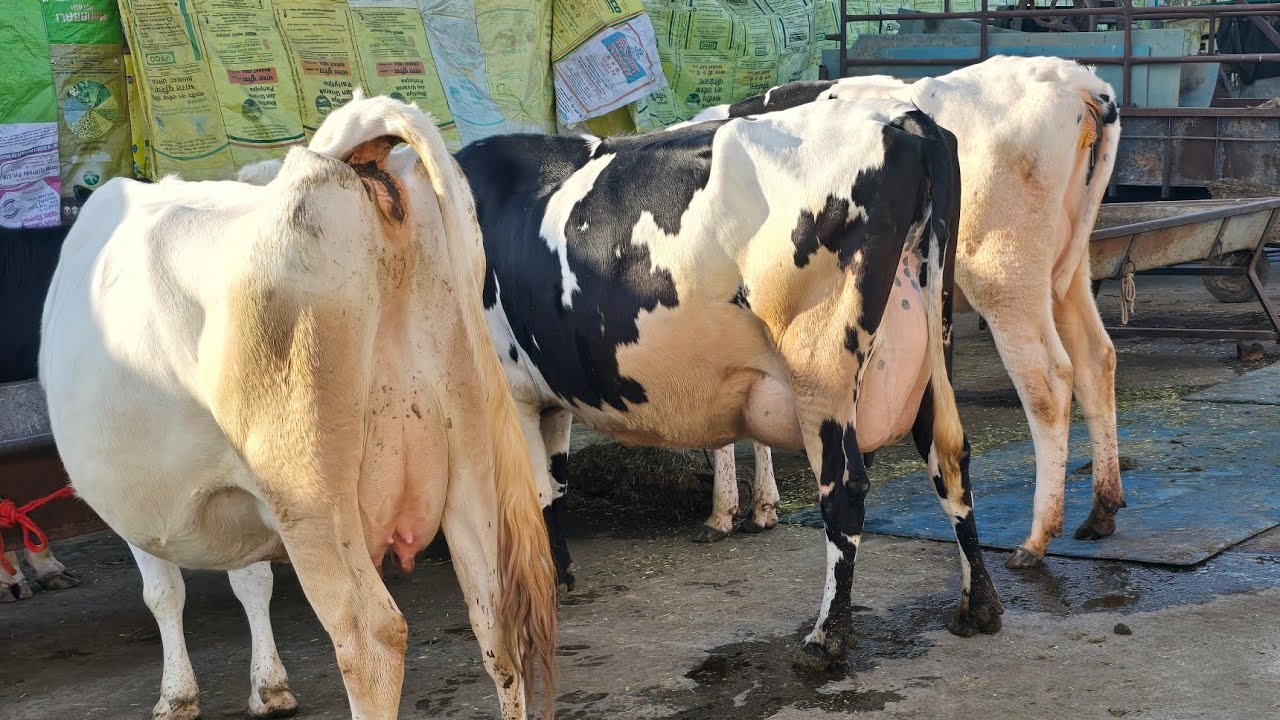 🟢 For Sale 🔥Milking Cows 🐄 20kg-30kg 🎖 Milk Ready 🥳 Rate ???🤔 @Sarb Cheema Dairy Farm