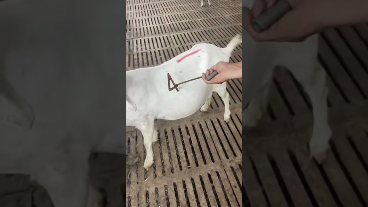 Good idea to mark number on goats