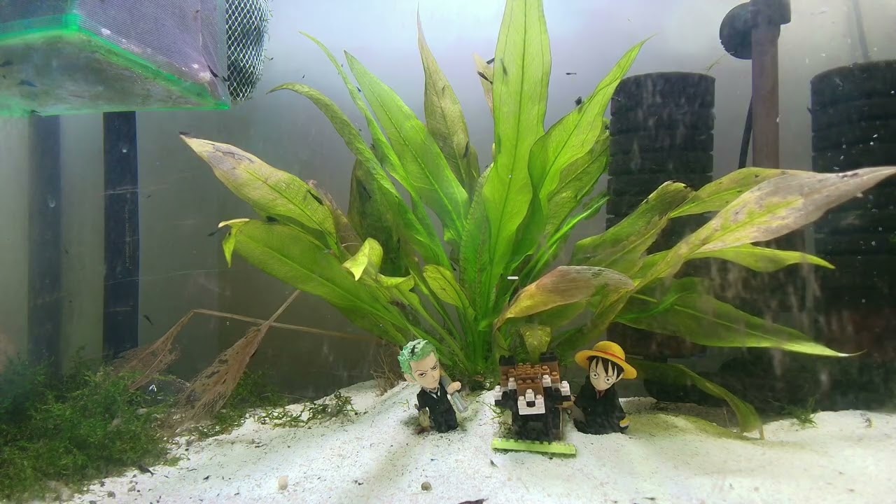 03.03.2026 A Neocaridina Story