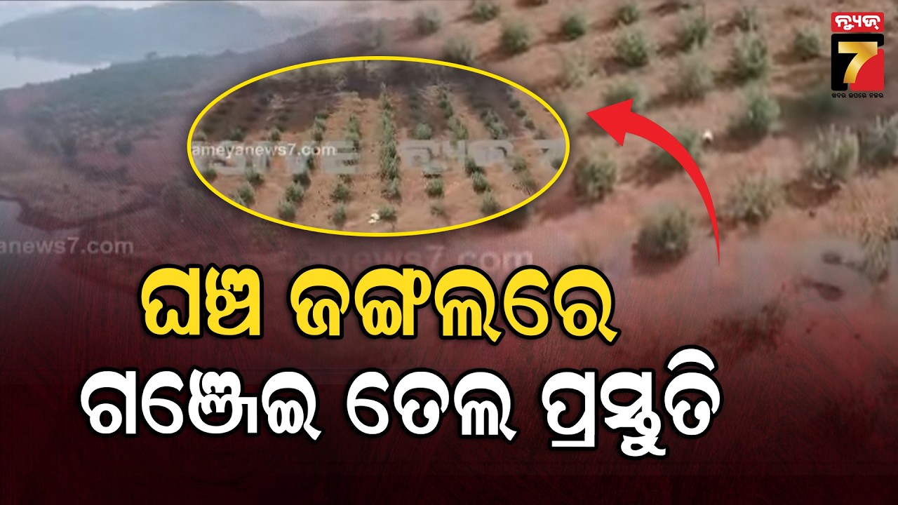 ଘଞ୍ଚ ଜଙ୍ଗଲରେ ଚାଲିଥିଲା ଗଞ୍ଜେଇ ତେଲ ପ୍ରସ୍ତୁତି, ନୀଳ ଜହରର ନେଟୱର୍କ ଚଳାଇଥିବା ଅଭିଯୁକ୍ତ ଗିରଫ