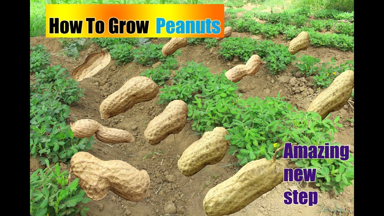 طريقه جديده  لزراعه الفول السوداني |الجيران مش مصدقين How To Grow,Peanuts