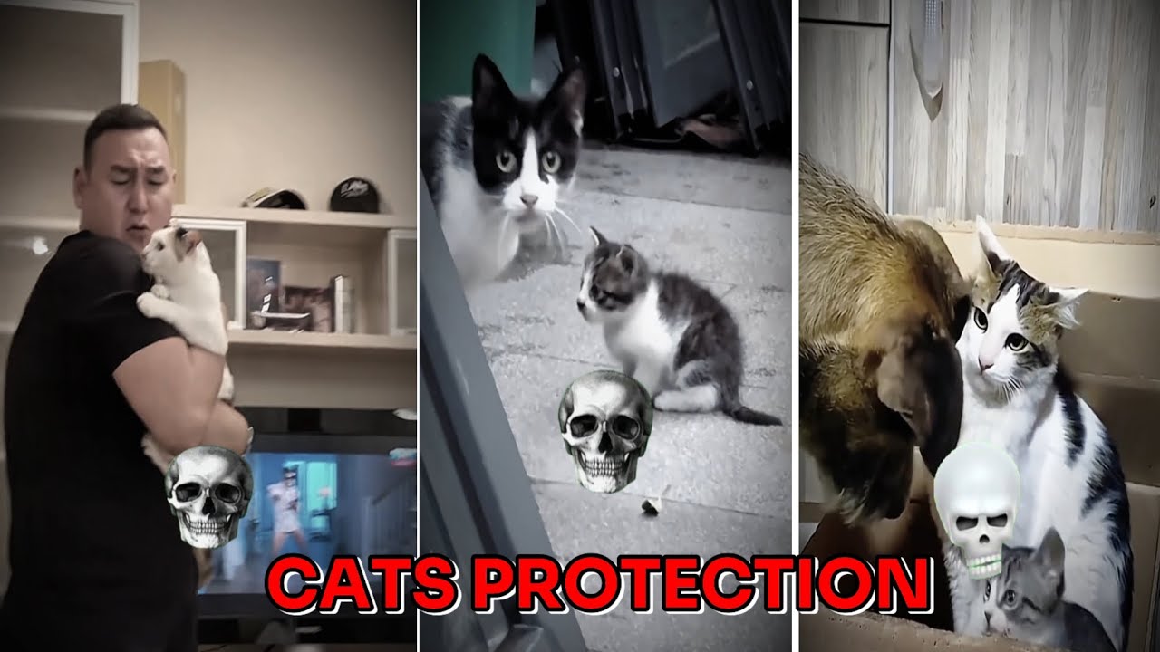 Cats protection | Mother cat protection