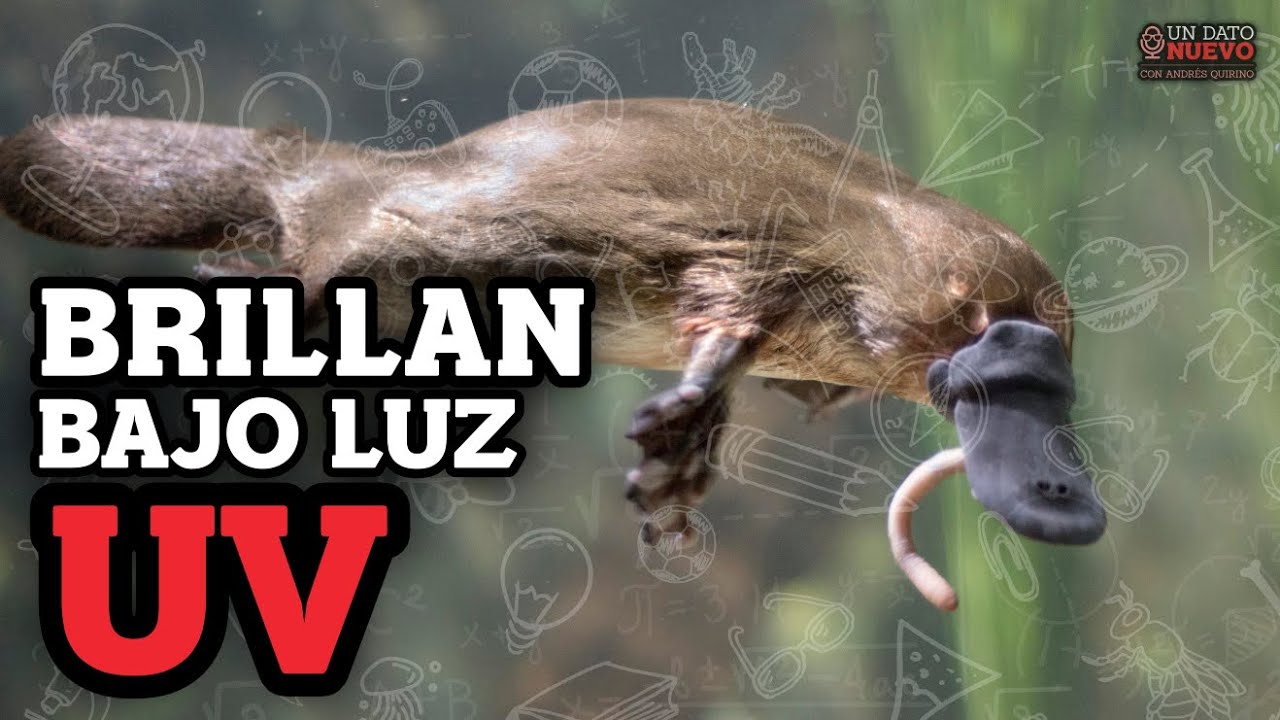 Biofluorescencia: Ornitorrincos brillan en luz UV
