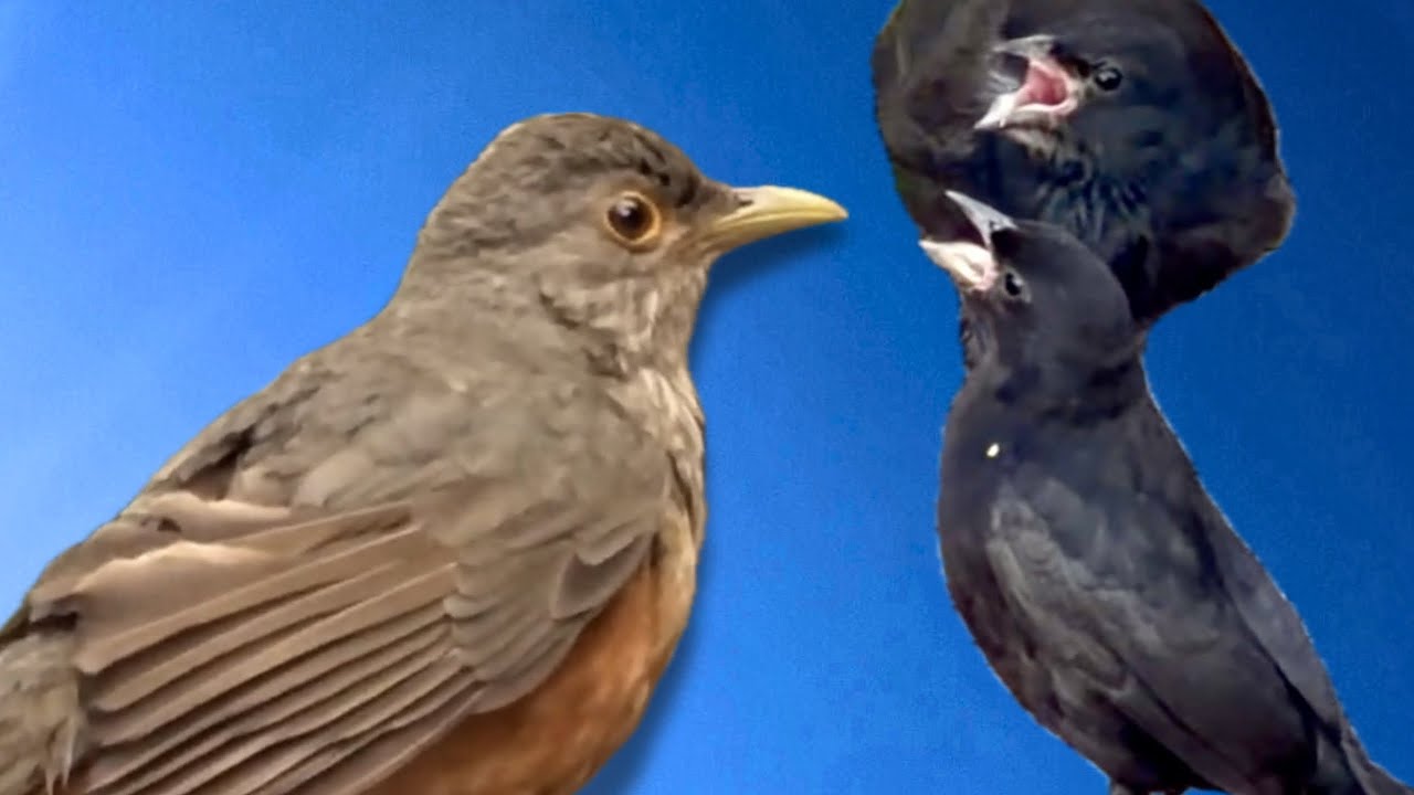 Sabiá Laranjeira - Pássaro com seus filhos bastardos!