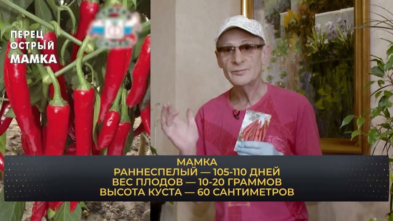 Семена от СЕДЕК. Томаты , серия 