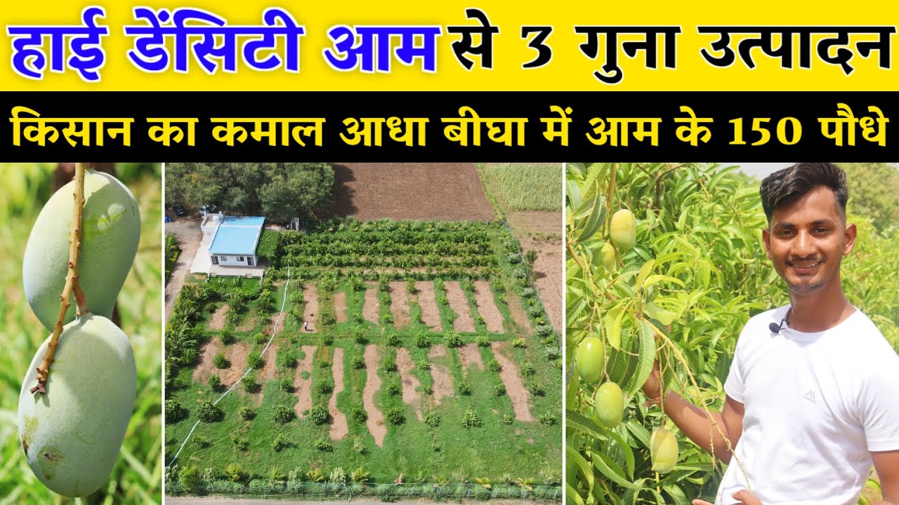 हाईडेनसिटी तकनीक से आधा बीघा में 150 आम के पौधे // High Density Mango Farming in India