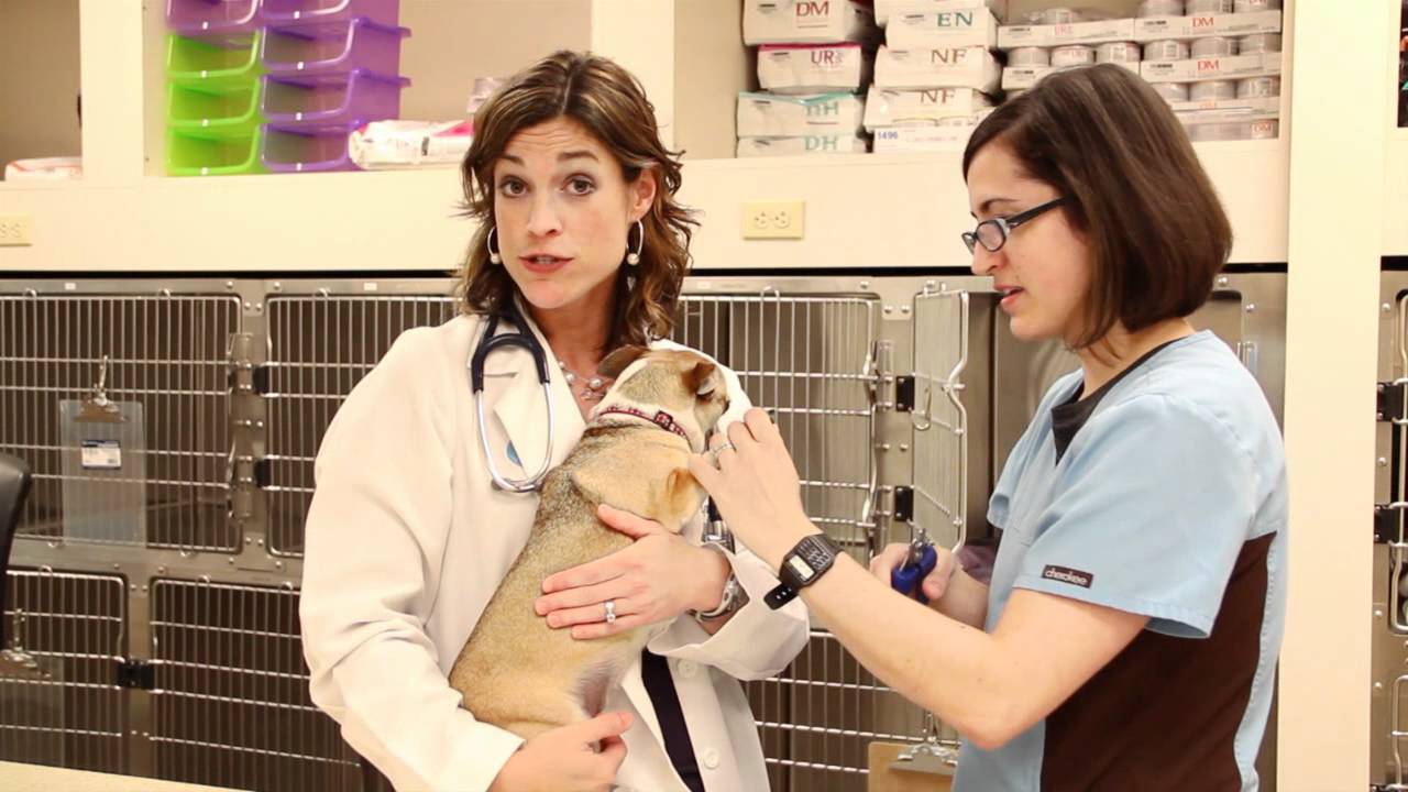 Eastown Vet Clinic | Hospital Tour