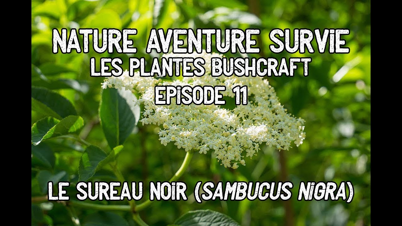 Le sureau noir (comestible et médicinal)
